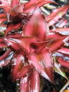 Cryptanthus Bromeliads